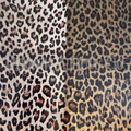 Leopard 13