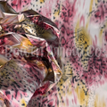 Animal Print 3